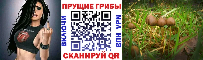 Псилоцибиновые грибы Psilocybe  цены   Обь 